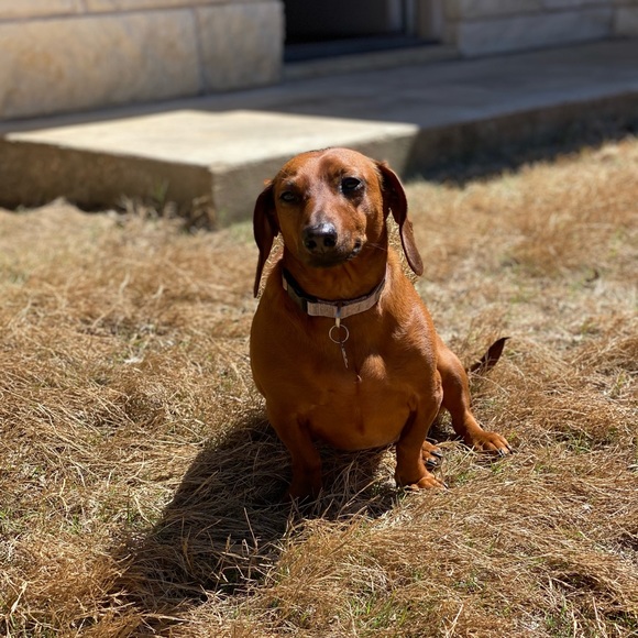 Meet your Posher, Riley - Picture 1 of 1